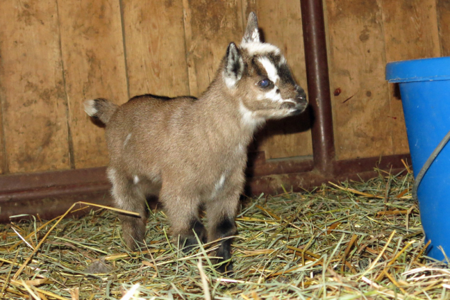 Chamoisee Nigerian Dwarf Doeling